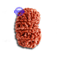 Load image into Gallery viewer, 12 Mukhi Nepalese Rudraksha - Bead No 306
