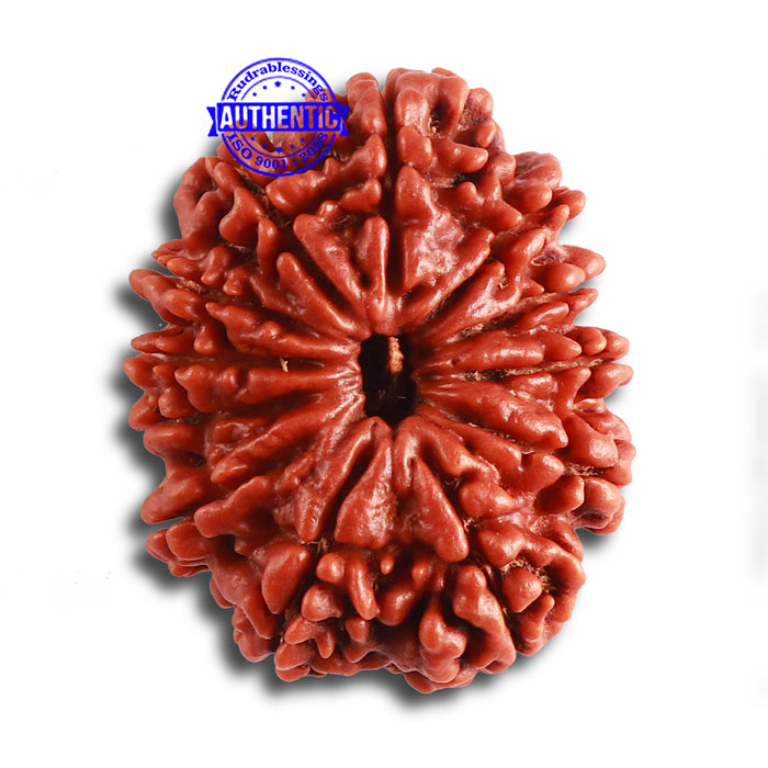 12 Mukhi Nepalese Rudraksha - Bead No. 307