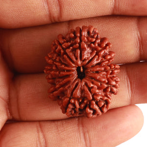 12 Mukhi Nepalese Rudraksha - Bead No. 307