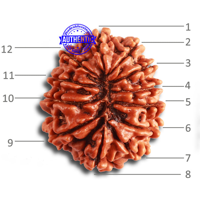 12 Mukhi Nepalese Rudraksha - Bead No. 308