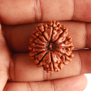 12 Mukhi Nepalese Rudraksha - Bead No. 308