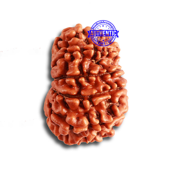 12 Mukhi Nepalese Rudraksha - Bead No. 308