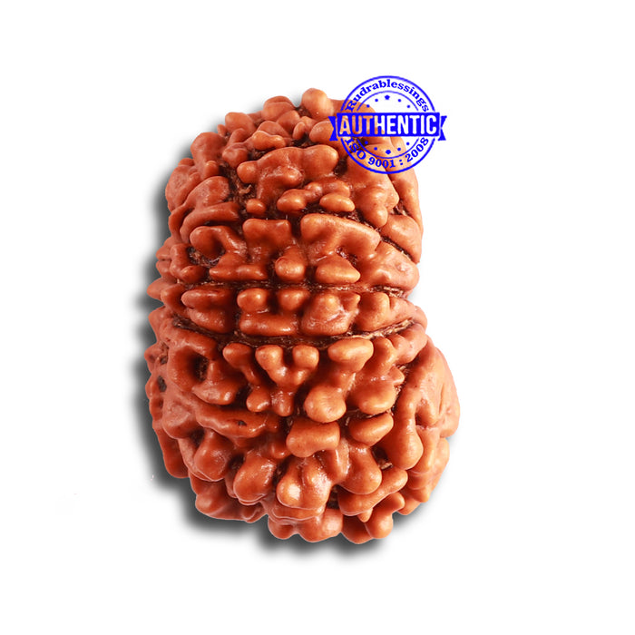 12 Mukhi Nepalese Rudraksha - Bead No. 308