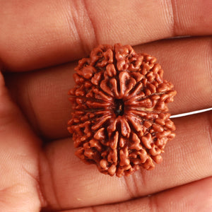12 Mukhi Nepalese Rudraksha - Bead No 309
