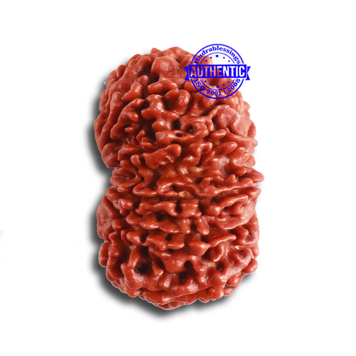 12 Mukhi Nepalese Rudraksha - Bead No 310