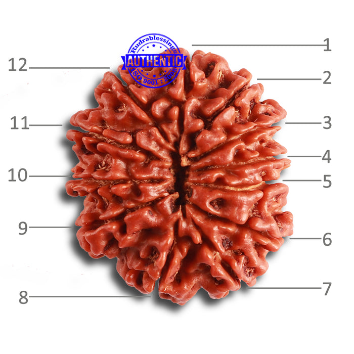 12 Mukhi Nepalese Rudraksha - Bead No 311