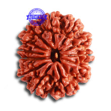 Load image into Gallery viewer, 12 Mukhi Nepalese Rudraksha - Bead No 311
