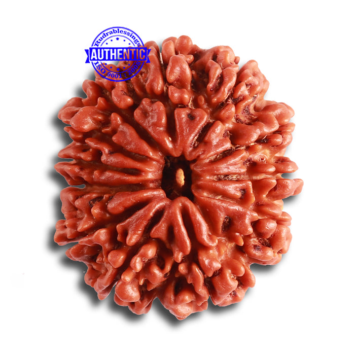 12 Mukhi Nepalese Rudraksha - Bead No 311
