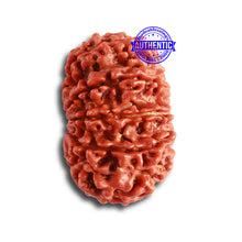 Load image into Gallery viewer, 12 Mukhi Nepalese Rudraksha - Bead No 311
