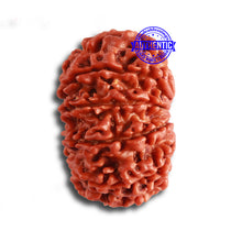Load image into Gallery viewer, 12 Mukhi Nepalese Rudraksha - Bead No 311
