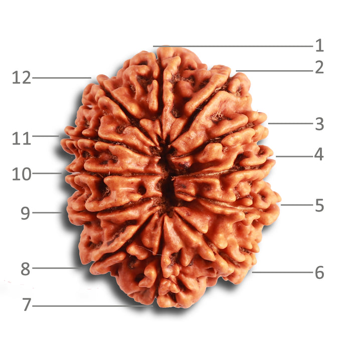 12 Mukhi Nepalese Rudraksha - Bead No. 312