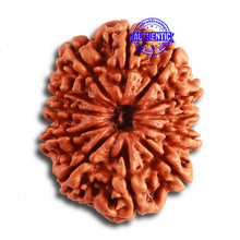 Load image into Gallery viewer, 12 Mukhi Nepalese Rudraksha - Bead No. 312
