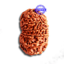 Load image into Gallery viewer, 12 Mukhi Nepalese Rudraksha - Bead No. 312

