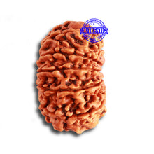 Load image into Gallery viewer, 12 Mukhi Nepalese Rudraksha - Bead No. 312
