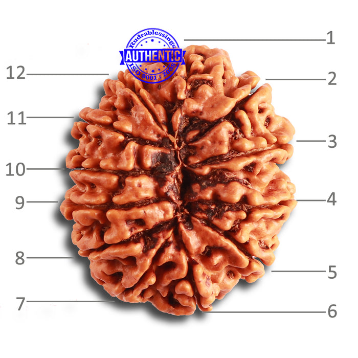 12 Mukhi Nepalese Rudraksha - Bead No. 313
