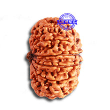 Load image into Gallery viewer, 12 Mukhi Nepalese Rudraksha - Bead No. 313
