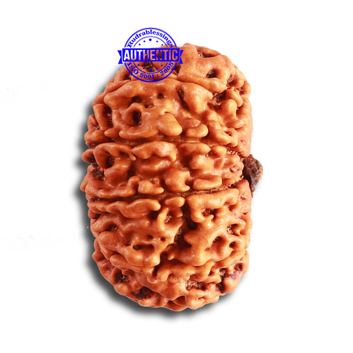 12 Mukhi Nepalese Rudraksha - Bead No. 313