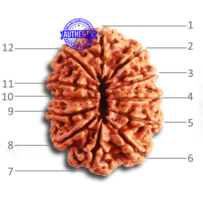 12 Mukhi Nepalese Rudraksha - Bead No. 314