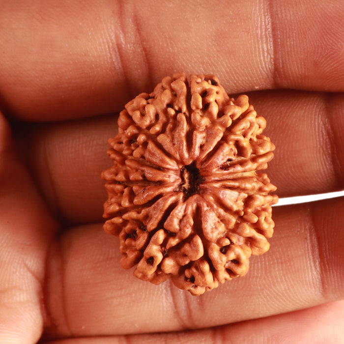 12 Mukhi Nepalese Rudraksha - Bead No. 314