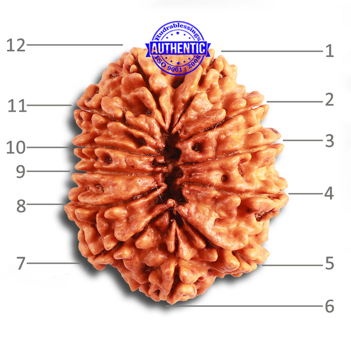 12 Mukhi Nepalese Rudraksha - Bead No 315