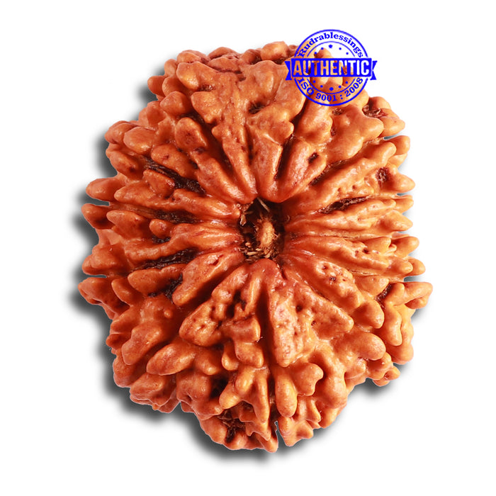 12 Mukhi Nepalese Rudraksha - Bead No 315