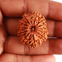 Load image into Gallery viewer, 12 Mukhi Nepalese Rudraksha - Bead No 315
