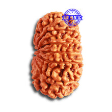 Load image into Gallery viewer, 12 Mukhi Nepalese Rudraksha - Bead No 315
