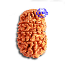 Load image into Gallery viewer, 12 Mukhi Nepalese Rudraksha - Bead No 315
