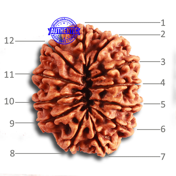 12 Mukhi Nepalese Rudraksha - Bead No 316