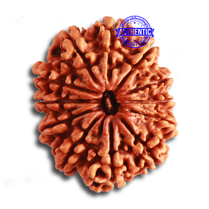 12 Mukhi Nepalese Rudraksha - Bead No 316