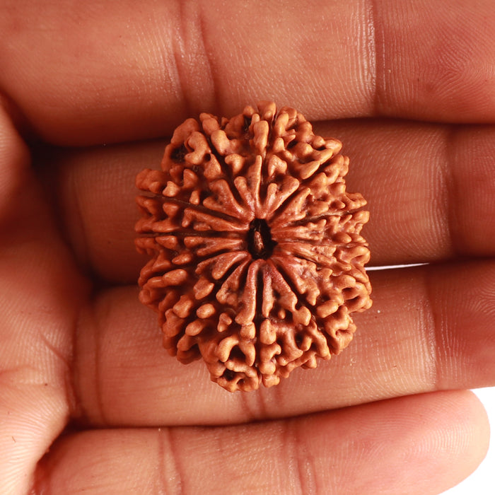 12 Mukhi Nepalese Rudraksha - Bead No 316