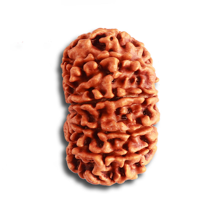 12 Mukhi Nepalese Rudraksha - Bead No 316