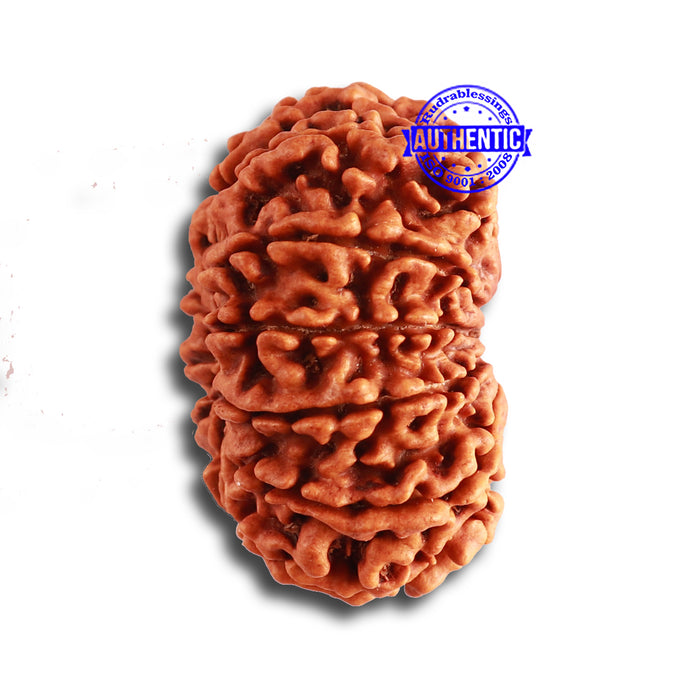 12 Mukhi Nepalese Rudraksha - Bead No 316