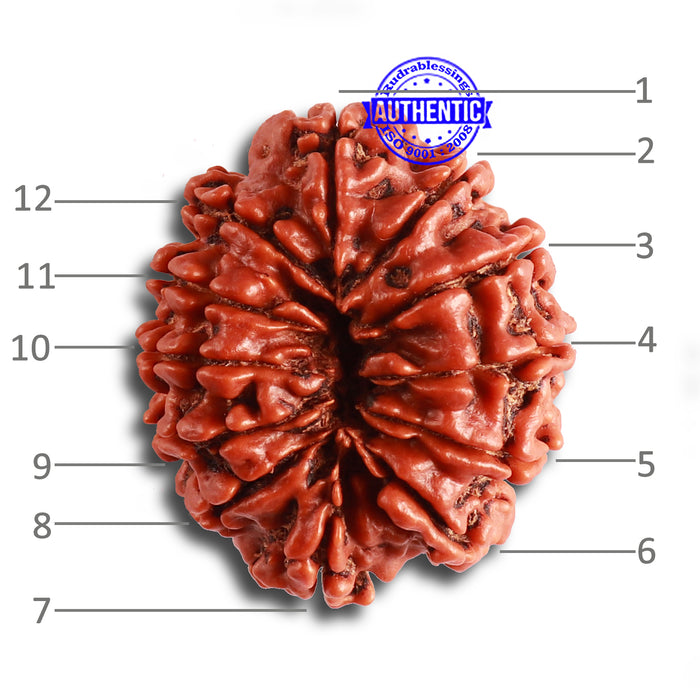 12 Mukhi Nepalese Rudraksha - Bead No. 319
