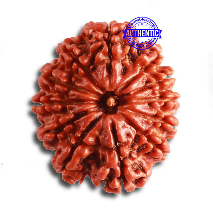 12 Mukhi Nepalese Rudraksha - Bead No. 319