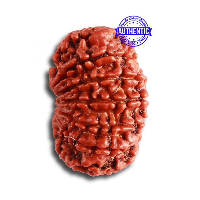 12 Mukhi Nepalese Rudraksha - Bead No. 319