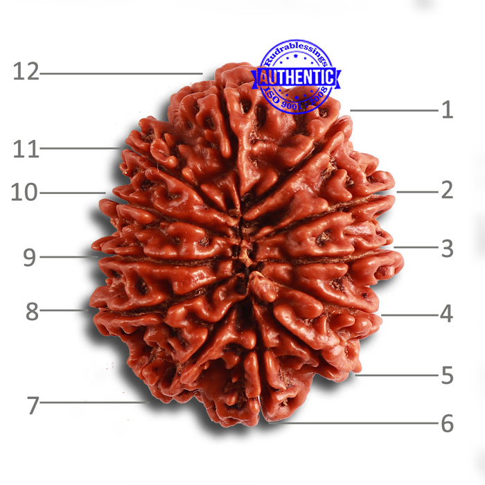 12 Mukhi Nepalese Rudraksha - Bead No 320