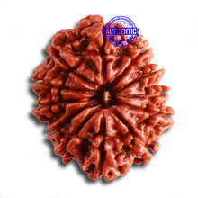 Load image into Gallery viewer, 12 Mukhi Nepalese Rudraksha - Bead No 320
