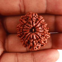 Load image into Gallery viewer, 12 Mukhi Nepalese Rudraksha - Bead No 320
