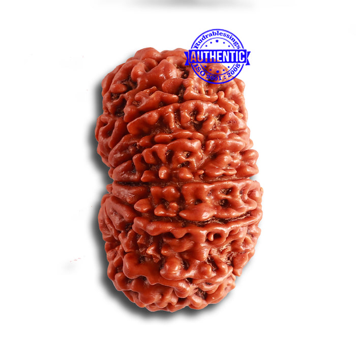 12 Mukhi Nepalese Rudraksha - Bead No 320