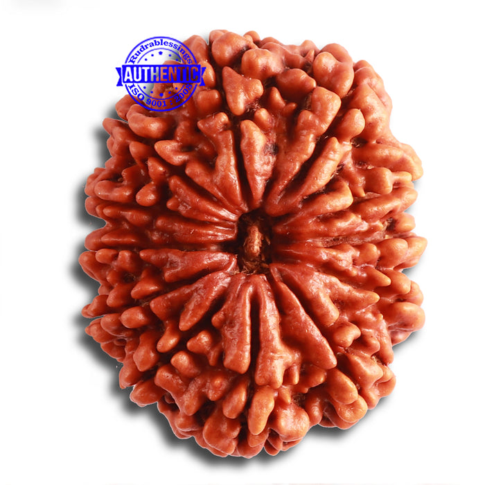 12 Mukhi Nepalese Rudraksha - Bead No 321
