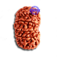 Load image into Gallery viewer, 12 Mukhi Nepalese Rudraksha - Bead No 321
