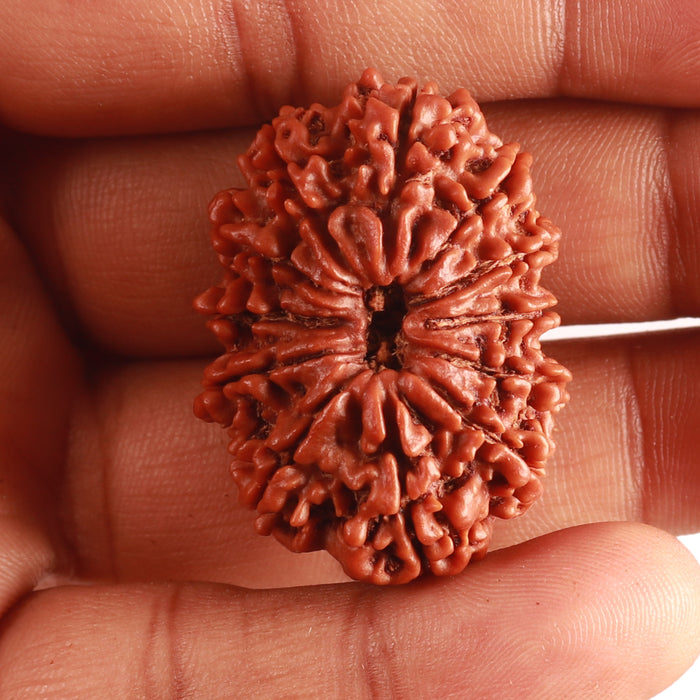 12 Mukhi Nepalese Rudraksha - Bead No 322