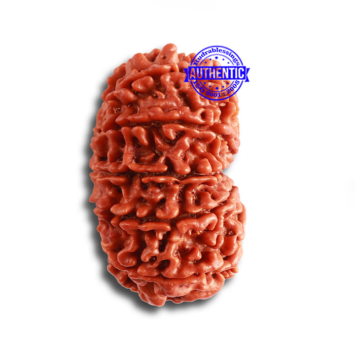 12 Mukhi Nepalese Rudraksha - Bead No 322