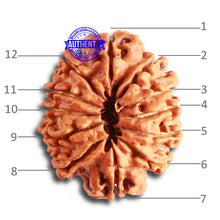 Load image into Gallery viewer, 12 Mukhi Nepalese Rudraksha - Bead No 323
