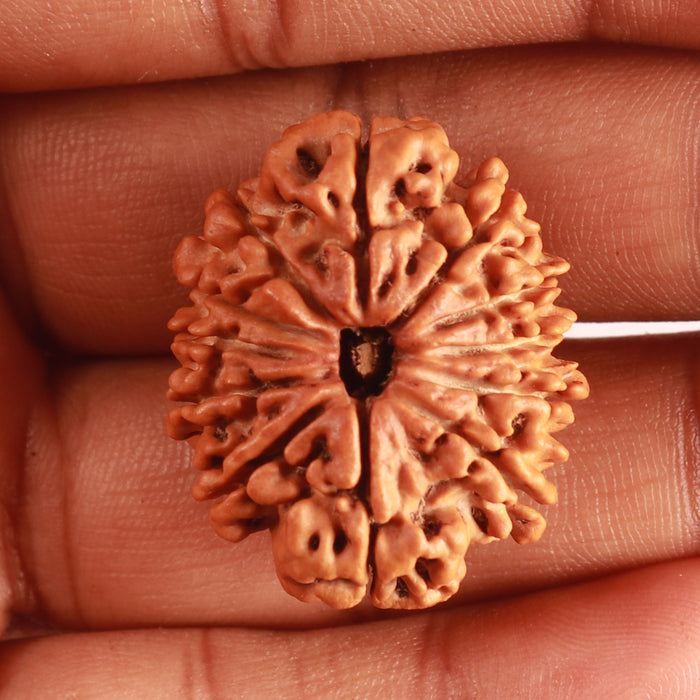 12 Mukhi Nepalese Rudraksha - Bead No 323