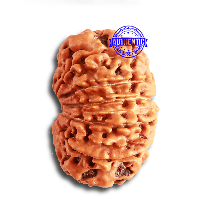 12 Mukhi Nepalese Rudraksha - Bead No 323