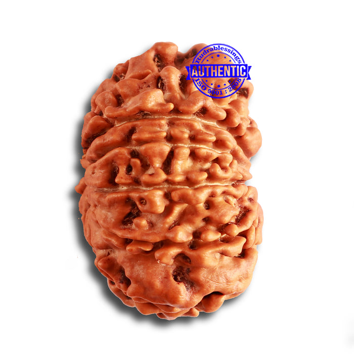 12 Mukhi Nepalese Rudraksha - Bead No 323