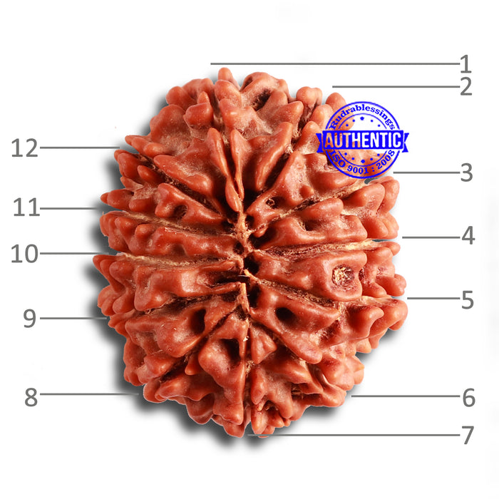 12 Mukhi Nepalese Rudraksha - Bead No 324