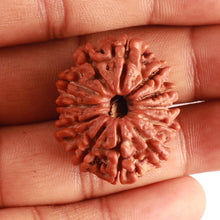 Load image into Gallery viewer, 12 Mukhi Nepalese Rudraksha - Bead No 324

